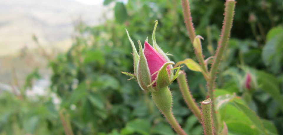 لایزنگان داراب بزرگترین تولید کننده گل محمدی